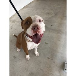 Photo of King, adoptable American Pit Bull Terrier in Doral, Florida