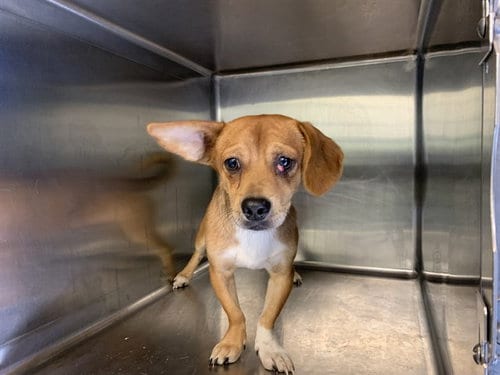 Photo of Toast, adoptable Chihuahua in Grand Prairie, Texas