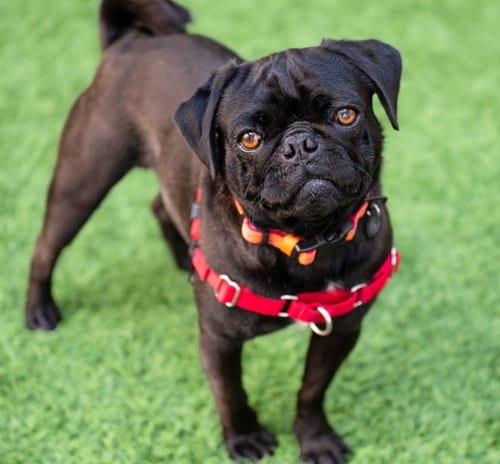 Photo of Nigel, adoptable Pug in Burlingame, California