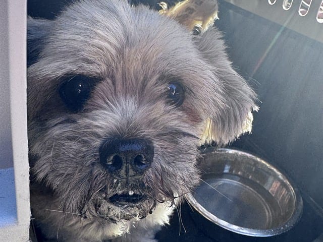 Photo of Senior West Highland White Terrier, adoptable West Highland White Terrier in San José, California