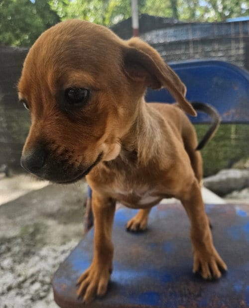 Photo of Waffles, adoptable Rottweiler in Tracy City, Tennessee