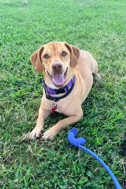 Photo of Lottie, adoptable Basset Hound in San Diego, California
