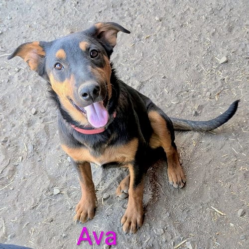 Photo of Ava, adoptable German Shepherd Dog in Yreka, California