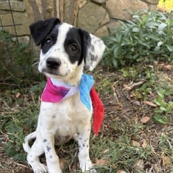 Photo of Taco, adoptable Pointer Jack Russell Terrier in Denver, Colorado