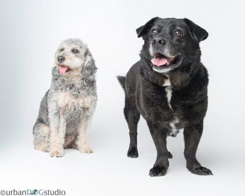 Photo of Bonded Pair - Cooper & Artie, adoptable Labrador Retriever in Tampa, Florida