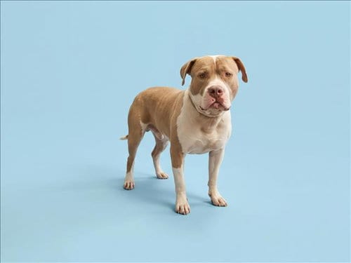 Photo of Apollo, adoptable Pit Bull Terrier in Los Angeles, California