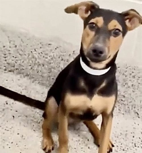 Photo of A661596, adoptable Miniature Pinscher in Houston, Texas