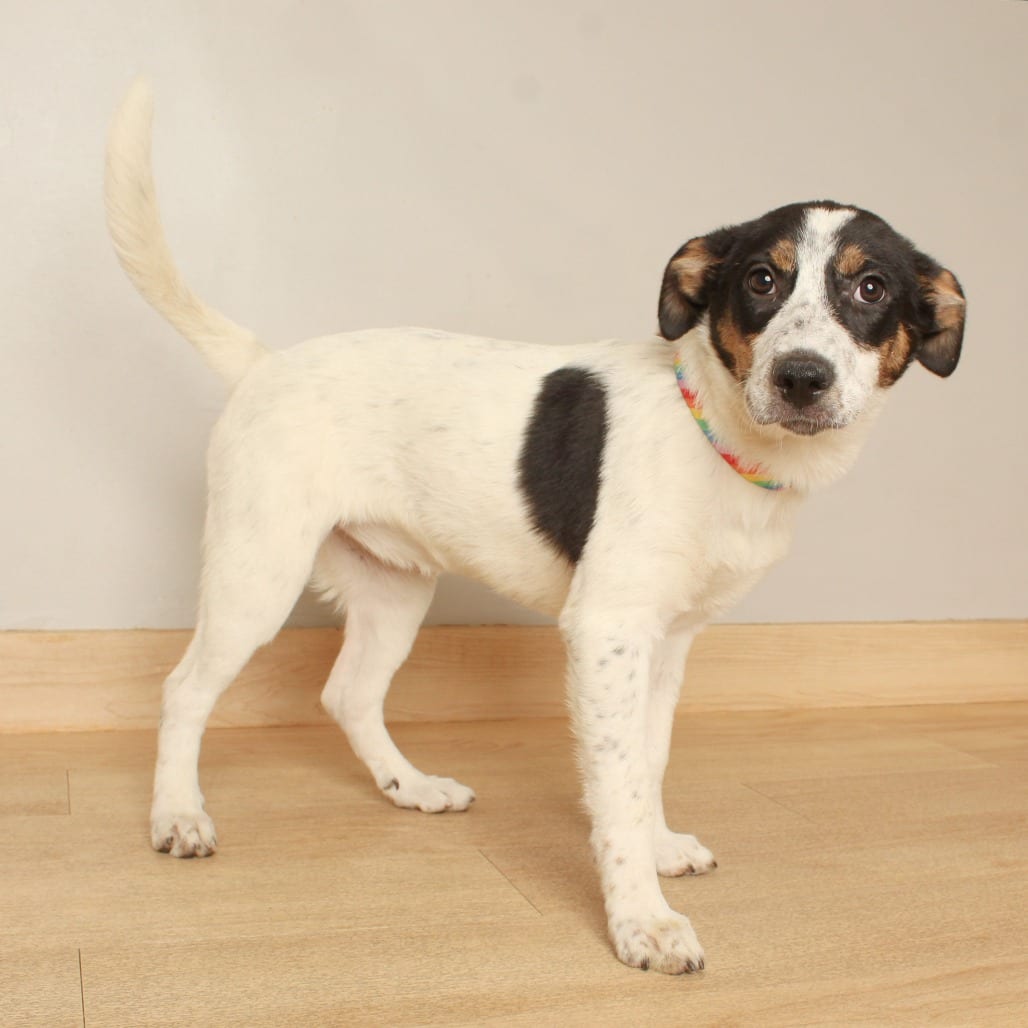 Photo of Sakura D71307, adoptable Foxhound, English / Mixed Breed (Medium) in Minnesota, Minnesota