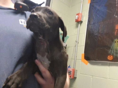 Photo of Poodle, adoptable Labrador Retriever in Tulsa, Oklahoma