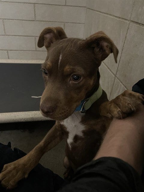 Photo of Mocha, adoptable Pit Bull Terrier in Stockton, California