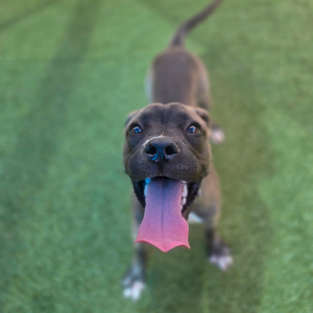 Photo of Kali, adoptable Mixed Breed (Medium) in Greensboro, North Carolina
