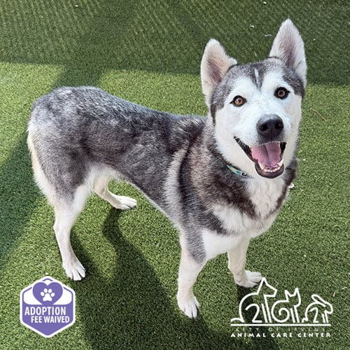 Photo of Snow, adoptable Siberian Husky in Irvine, California