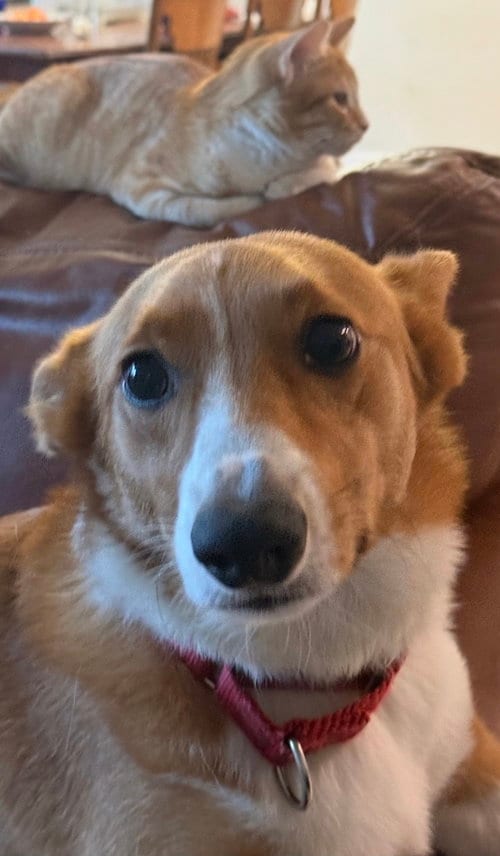 Photo of Loki Corgi, adoptable Pembroke Welsh Corgi in Valrico, Florida
