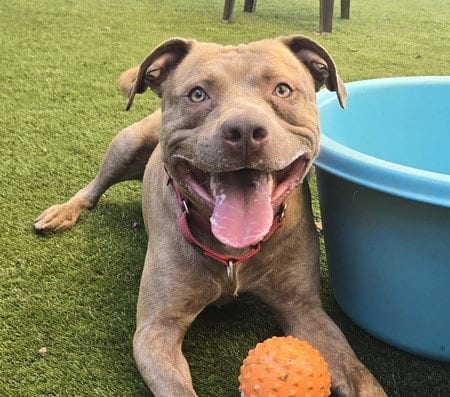 Photo of Simba, adoptable Pit Bull Terrier in Martinez, California