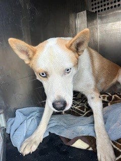 Photo of Popcorn, adoptable Husky in Woodland, California