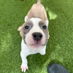 Photo of Shane 5224, adoptable Mixed Breed (Small) Mixed Breed (Medium) in Loxahatchee, Florida