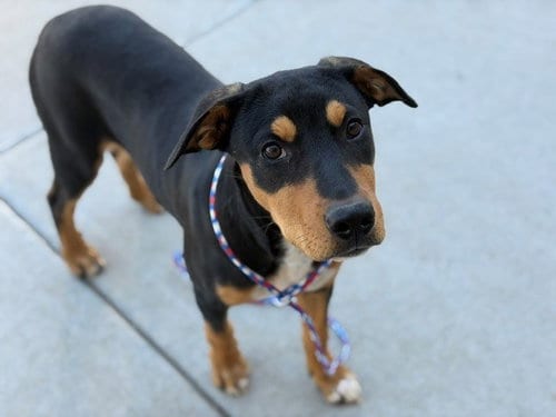 Photo of Diglett, adoptable Pit Bull Terrier in Tulsa, Oklahoma