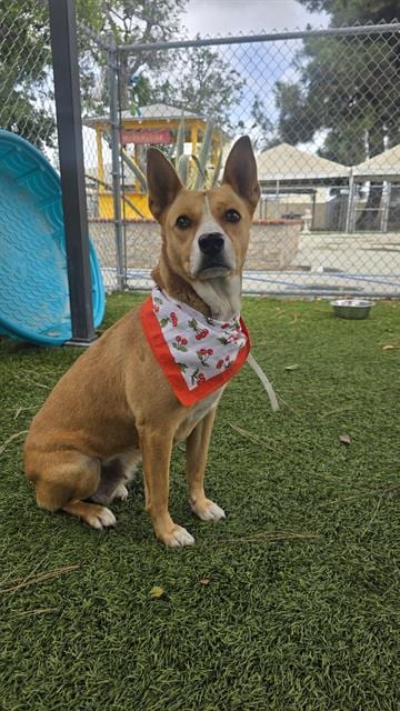 Photo of Queenie, adoptable Queensland Heeler in Downey, California