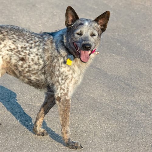 Photo of Circe, adoptable Queensland Heeler in Maryland, Missouri
