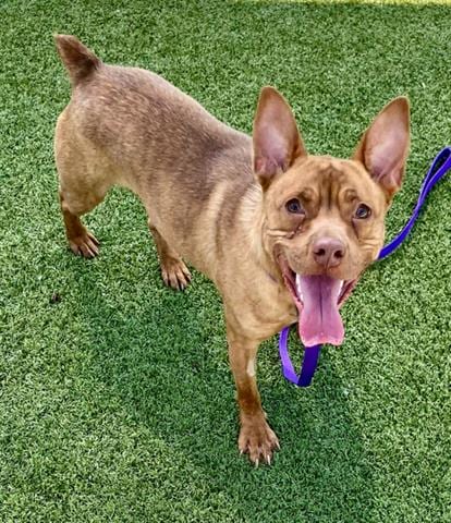 Photo of Cosmo, adoptable Terrier in San Martin, California
