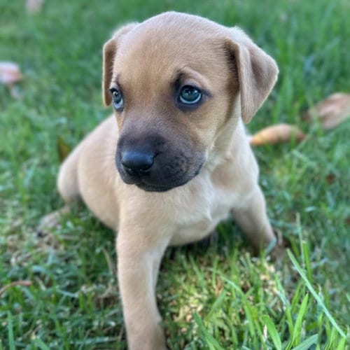 Photo of Fiji Pup - Suva, adoptable Spaniel in San Diego, California