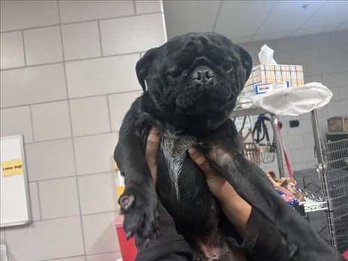 Photo of Sherlock, adoptable Pug in Santa Fe, New Mexico
