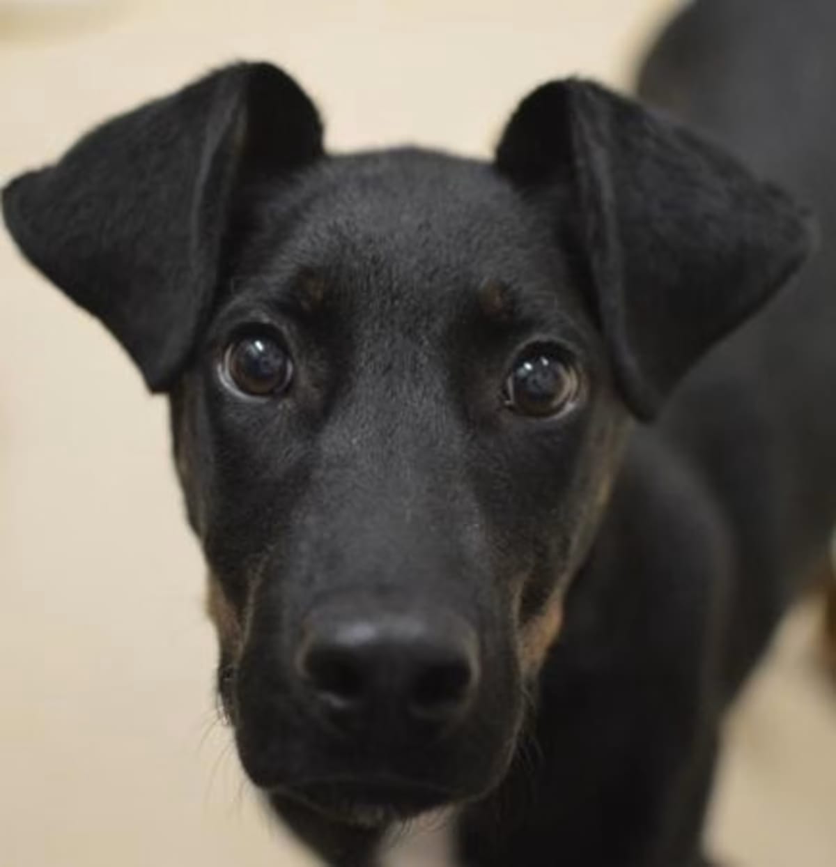 Photo of Ronan, adoptable Labrador Retriever/Terrier (Unknown Type, Medium) in Portland, Oregon
