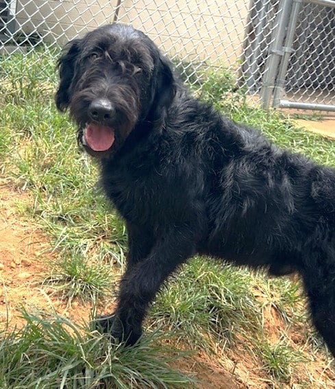 Photo of Rip, adoptable Australian Shepherd in Wetumpka, Alabama