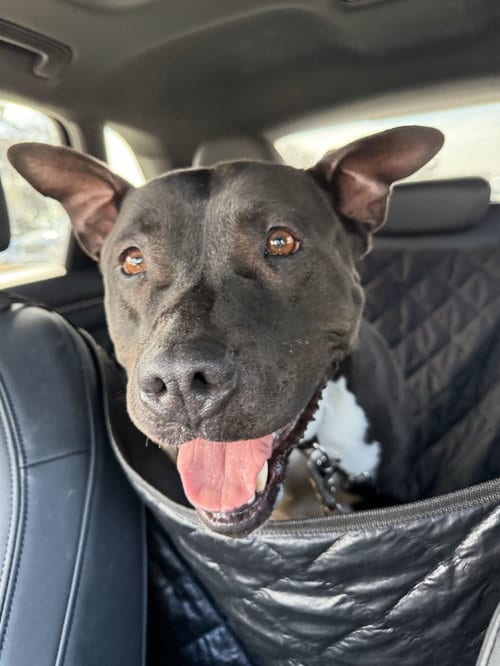 Photo of Milo, adoptable American Pit Bull Terrier in Fallbrook, California