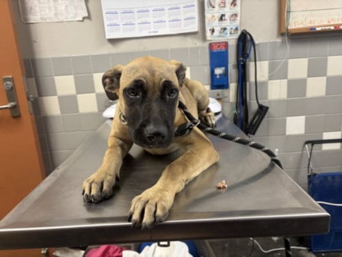 Photo of Marilyn, adoptable German Shepherd Dog in San Pedro, California