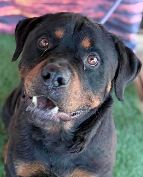 Photo of Peyton - Foster Needed, adoptable Rottweiler in Hillsboro, New Hampshire