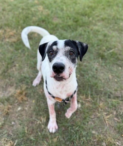 Photo of Arrow, adoptable Beagle in Conroe, Texas