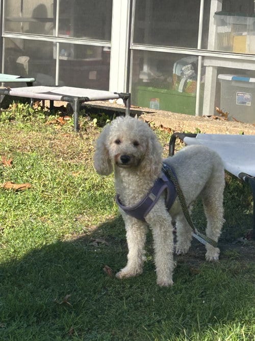 Photo of Loona, adoptable Poodle (Miniature) in North Babylon, New York