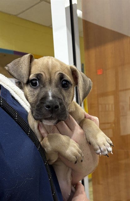Photo of Poppi, adoptable Boxer in Forestville, Maryland