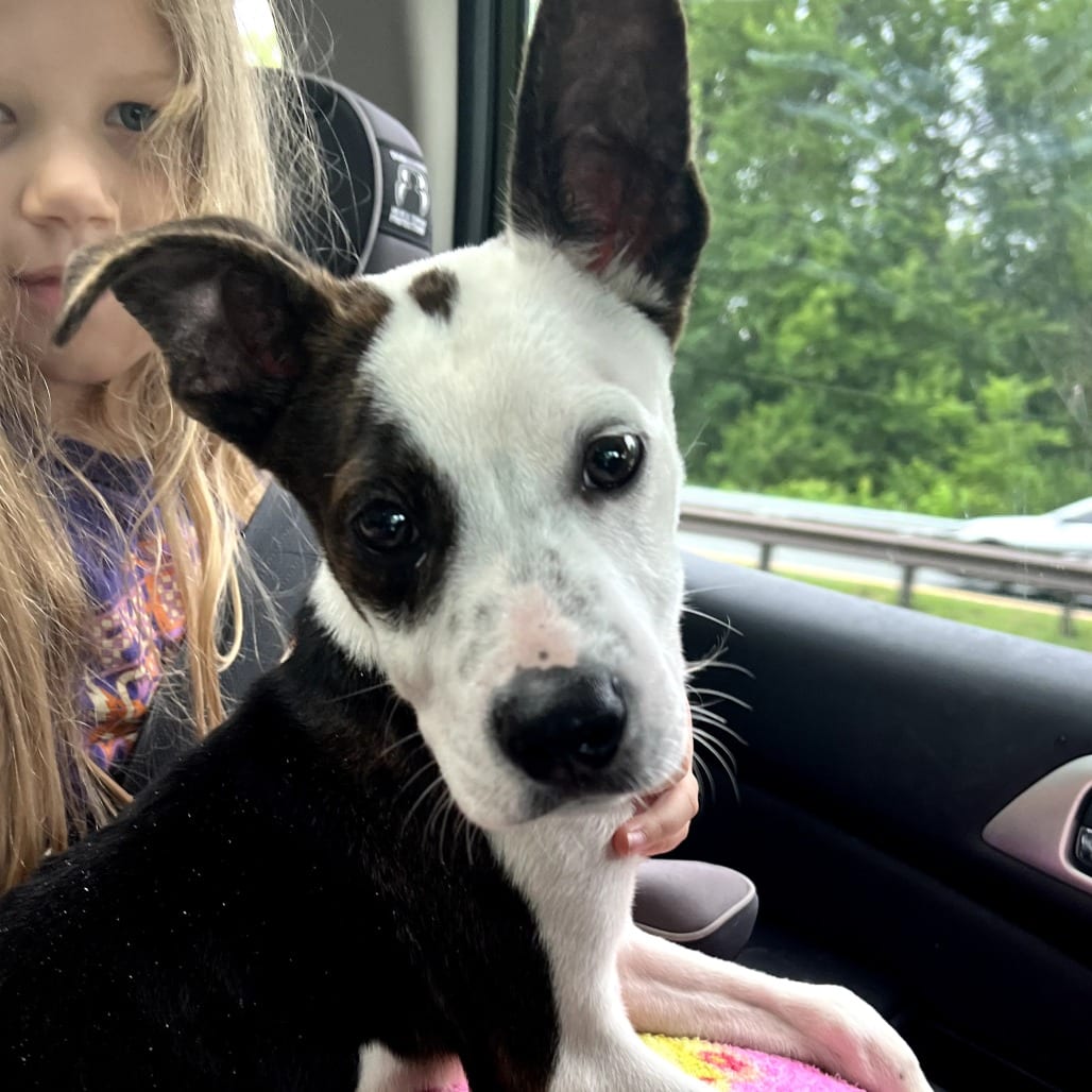 Photo of Chicken, adoptable Mixed Breed (Medium) in Maryland, Maryland