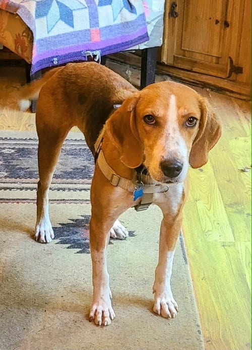 Photo of Clifford, adoptable Hound in Plainfield, Illinois