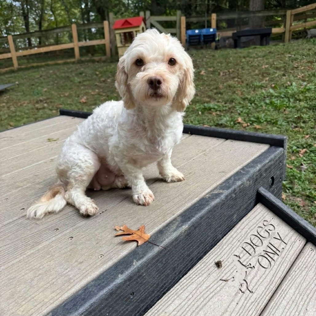 Photo of Fish, adoptable Poodle, Miniature / Mixed Breed (Small) in West Chester, Pennsylvania