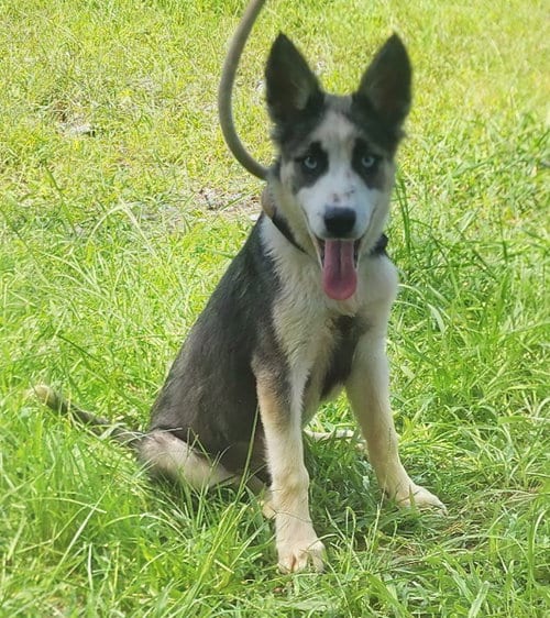 Photo of Dori, adoptable Siberian Husky in Wetumpka, Alabama