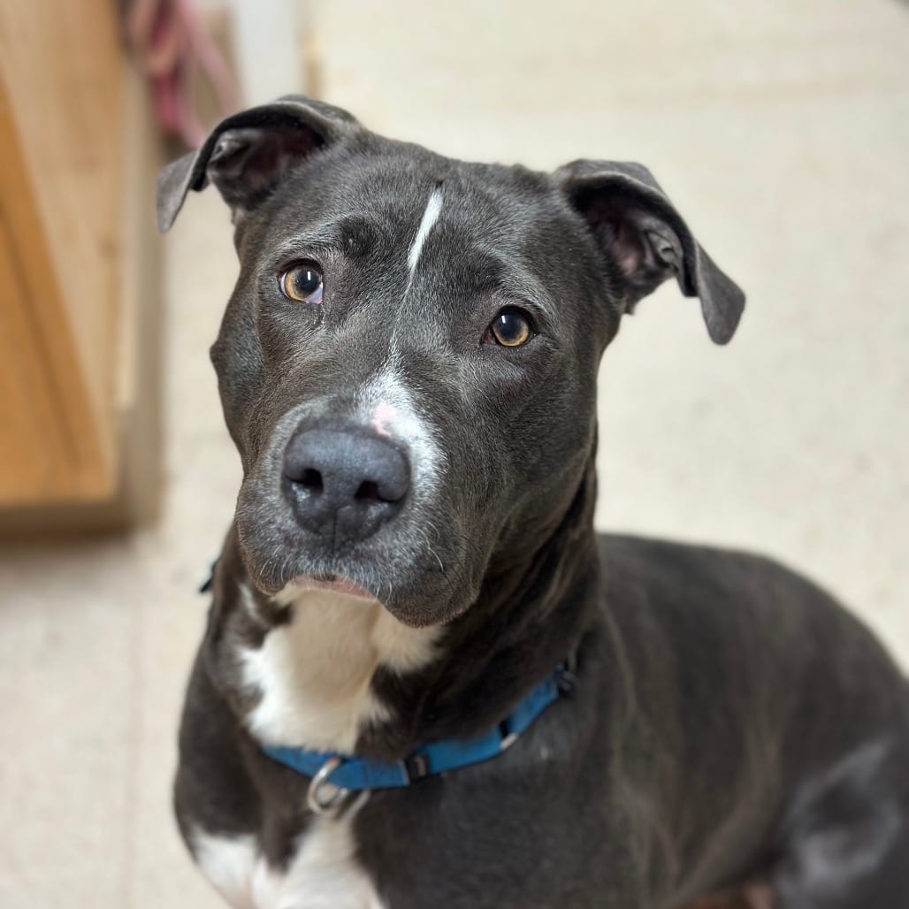 Photo of Jade, adoptable Terrier, American Pit Bull / None in Kanab, Utah