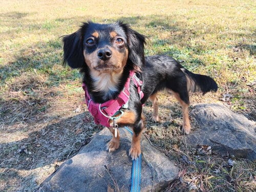Photo of Winnie, adoptable Terrier in Candler, North Carolina