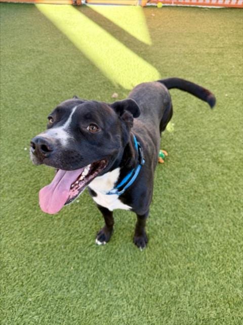Photo of Piglet, adoptable Pit Bull Terrier in Las Vegas, Nevada