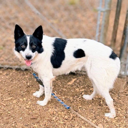 Photo of Wiley, adoptable Australian Cattle Dog/Blue Heeler in Oakland, California
