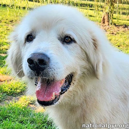 Photo of Mason in KY - Soft-hearted & Devoted, adoptable Great Pyrenees in Beacon, New York