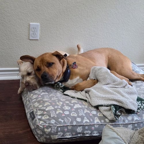 Photo of Markus Aurelius (New Digs), adoptable Pit Bull Terrier in Dallas, Texas