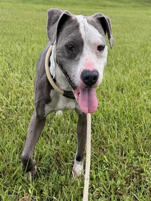 Photo of Two Face, adoptable American Staffordshire Terrier in Fort Lauderdale, Florida