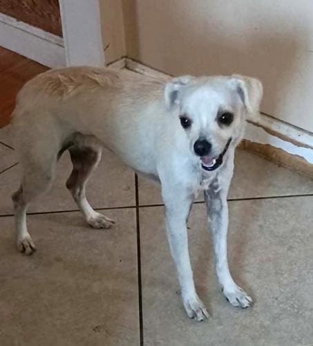 Photo of Aunt May Pawrker, adoptable Chihuahua in Oakley, California