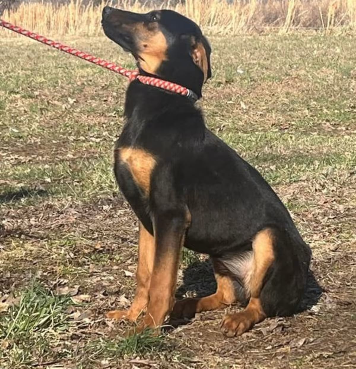 Photo of Anya, adoptable Doberman Pinscher/German Shepherd Dog in Waterbury, Connecticut