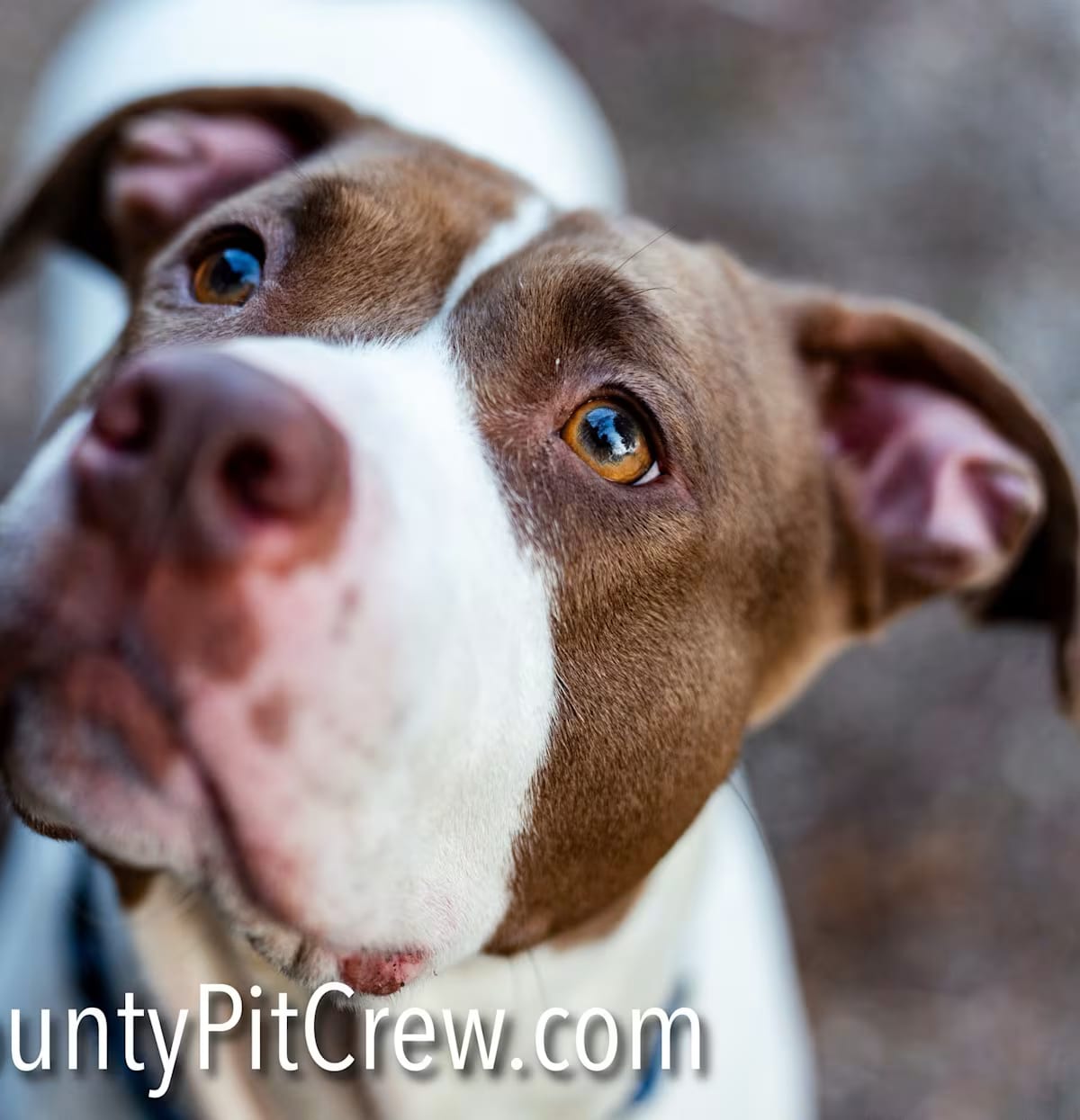 Photo of Marge, adoptable American Bulldog/American Staffordshire Terrier in Toledo, Ohio