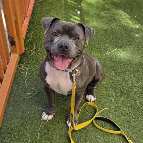 Photo of Kapone, adoptable Pit Bull Terrier in Las Vegas, Nevada