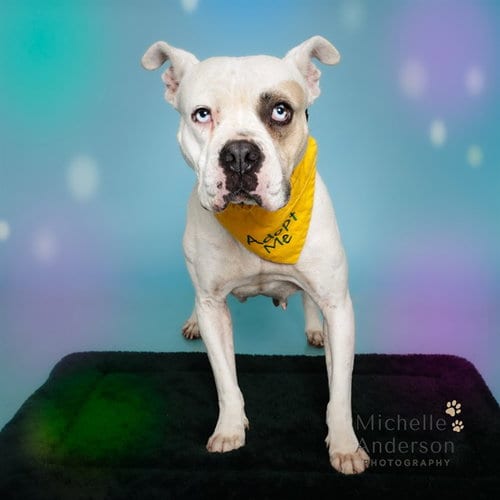 Photo of Millie, adoptable Pit Bull Terrier in Corona, California